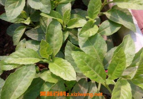 伤口发炎可吃吊瓜,伤口恢复新篇章