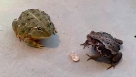 吃瓜的蜂,揭秘蜜蜂世界的趣味生活