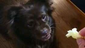 狗子吃瓜日常,萌宠视角下的娱乐圈风云