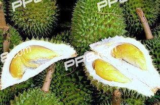 吃榴莲可以吃矮瓜吗,探索两者共食的奇妙组合