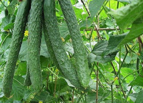 满仓吃瓜有效果吗,揭秘其投资效果与风险