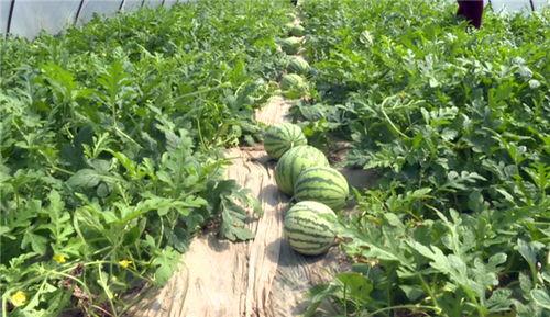 沧州吃瓜爆料视频最新,揭秘当地热点事件背后的真相