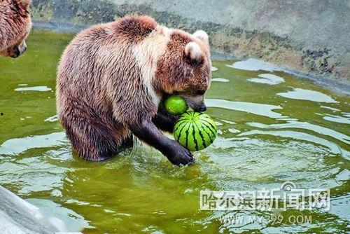 动物吃黑瓜,动物们的神秘美食之旅