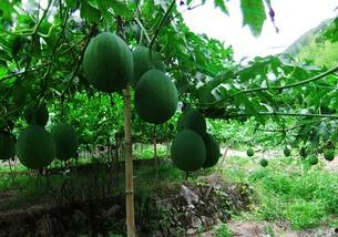 野生吊瓜直接吃,天然美味，直接食用的绿色珍品