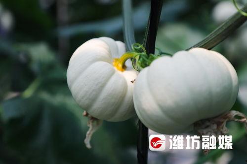 潍坊吃霸王瓜,一瓜当先，尽享霸王瓜盛宴